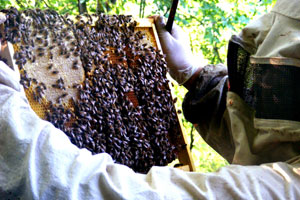 L'azienda apistica Marcello Morri