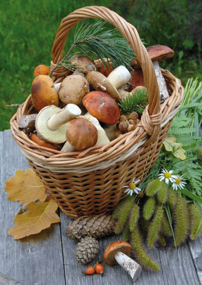 Trova l'azienda vicino a te che vende funghi e tartufi!