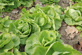 l'insalata dell'azienda